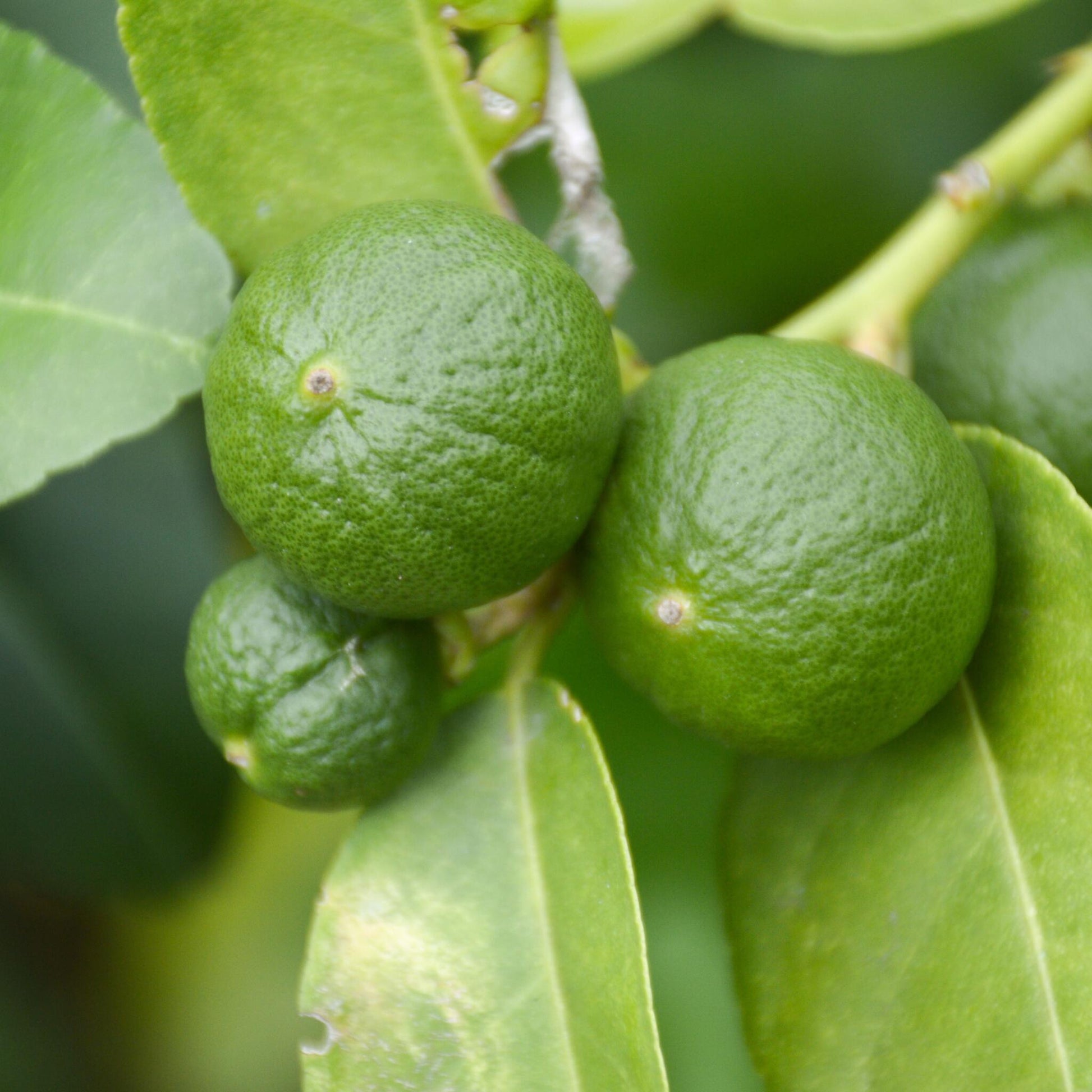 Limonia Aurantifolia - 3 Pzs - Citrus Aurantifolia - Altura 25-40cm - ⌀9cm_3