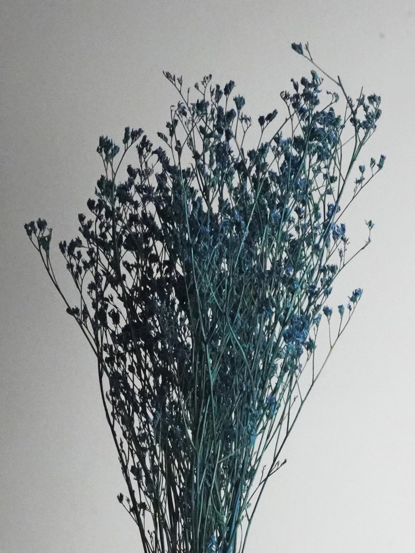 Limonium Preservado_0