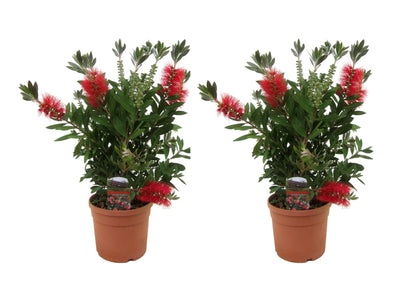 Limpiatubos - 2 Pzs - Callistemon Citrinus 'splendens' - Altura 40-50cm - ⌀19cm_0