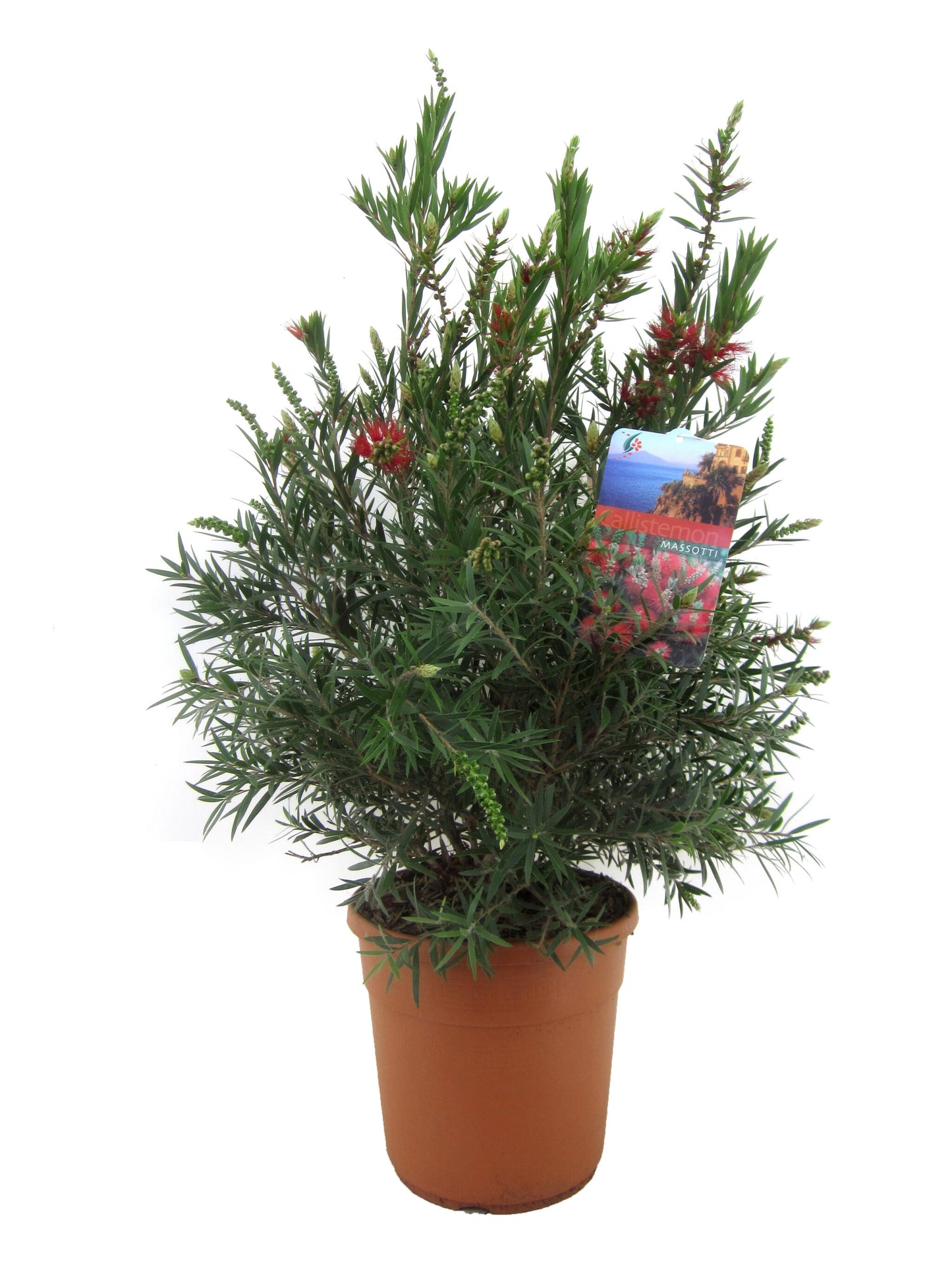 Limpiatubos - Callistemon Citrinus 'splendens' - Altura 80-90cm - ⌀24cm_0