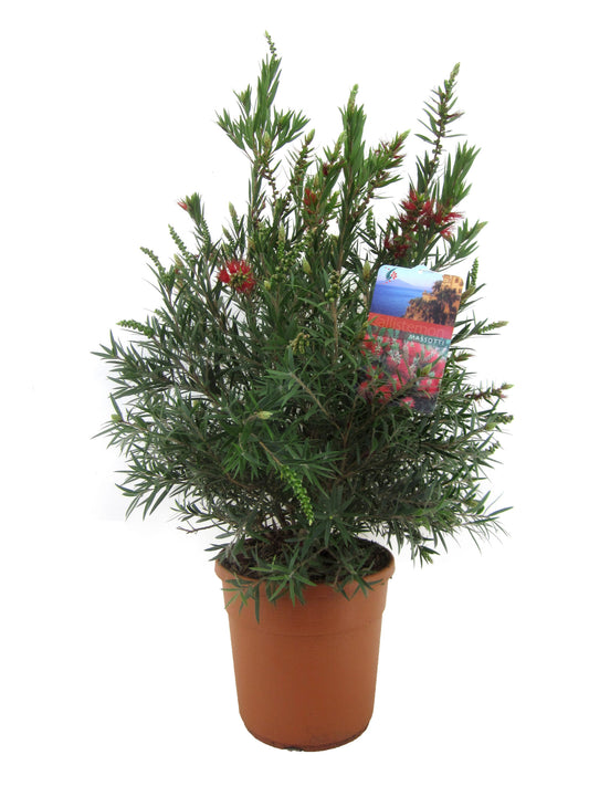 Limpiatubos - Callistemon Citrinus 'splendens' - Altura 80-90cm - ⌀24cm_0