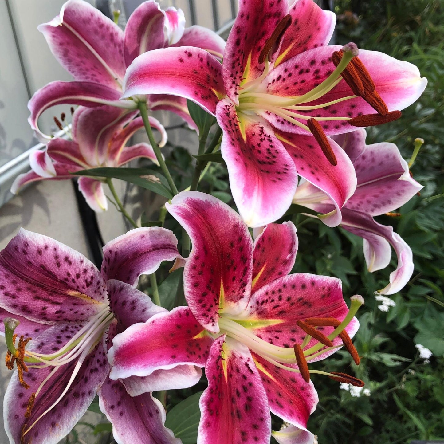 Lirio - 6 Pzs - Lilium Orientalis 'stargazer' - Cepellones - Rosa_1