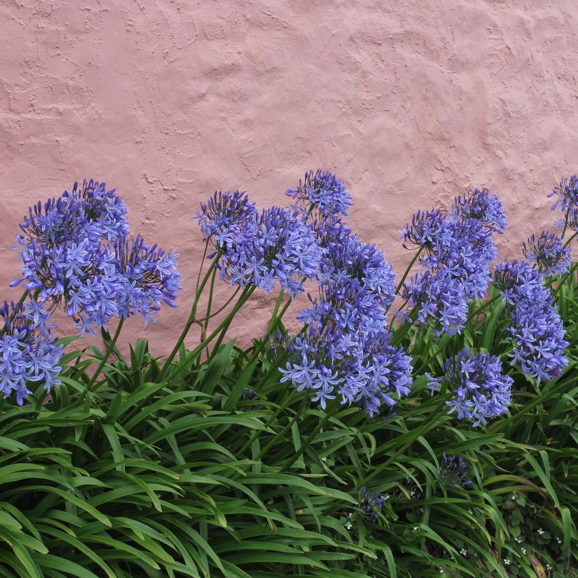 Lirio Africano - 2 Pzs - Agapanthus 'superb Blue' - Altura 30-45cm - ⌀14cm_1