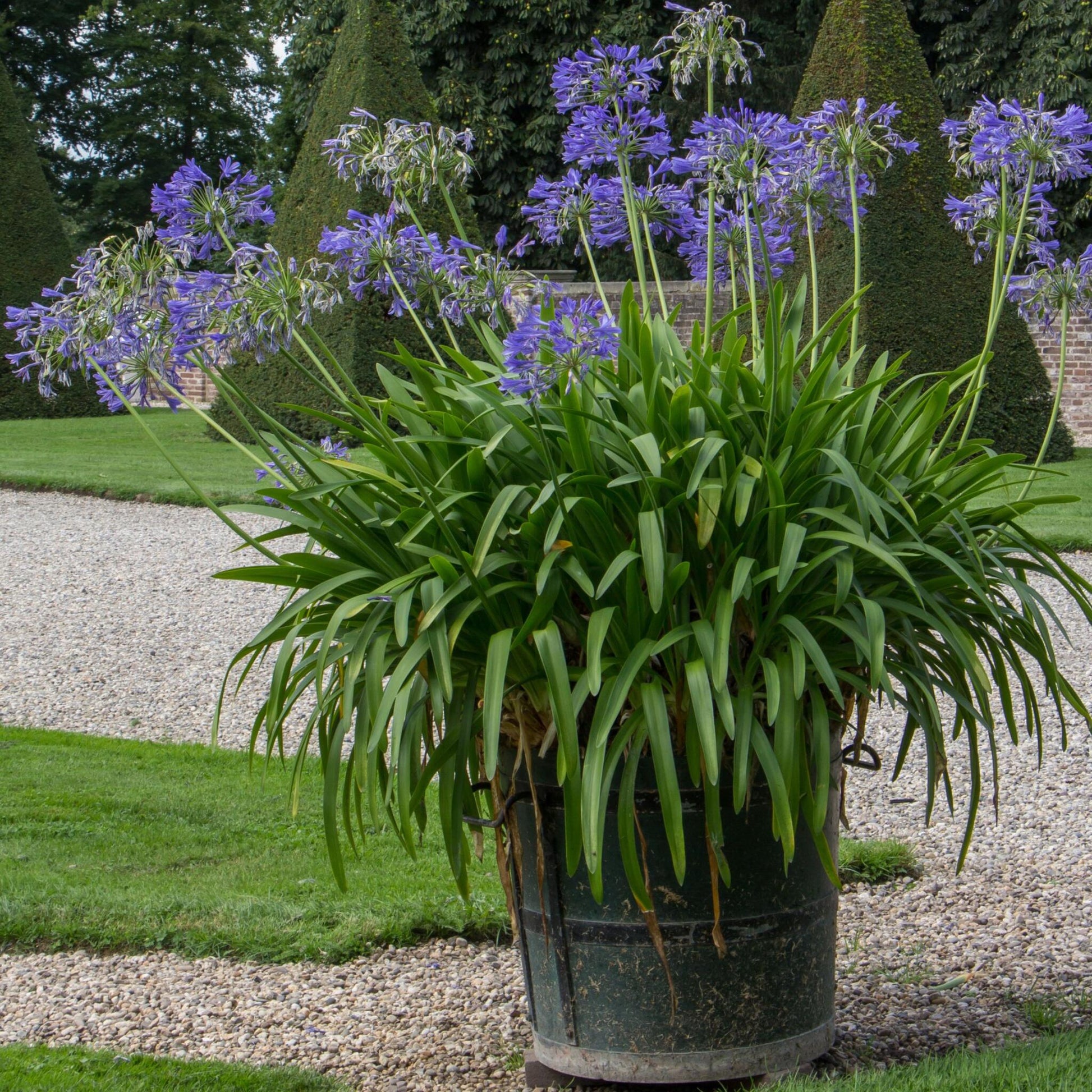 Lirio Africano - 2 Pzs - Agapanthus 'superb Blue' - Altura 30-45cm - ⌀14cm_4