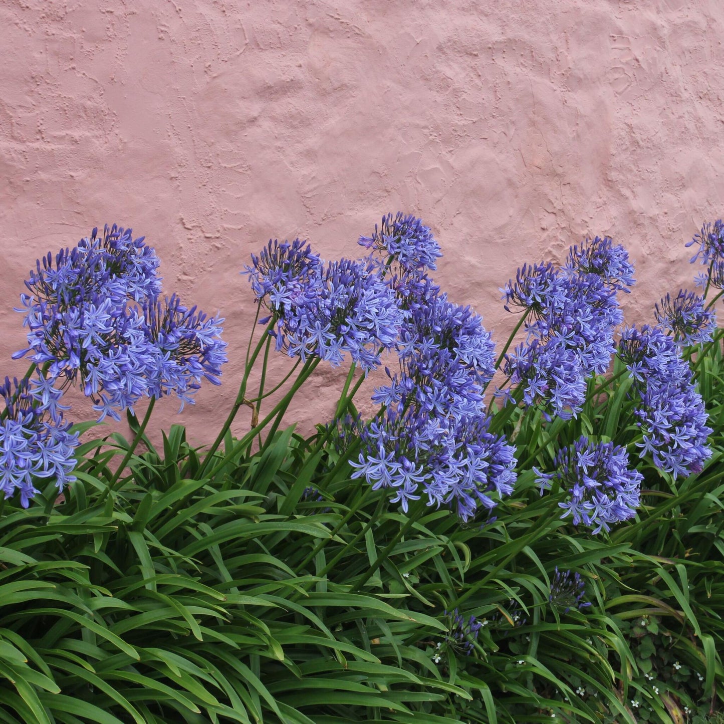 Lirio Africano - Agapanthus Amourette - Altura 65-80cm - Ø23cm_1