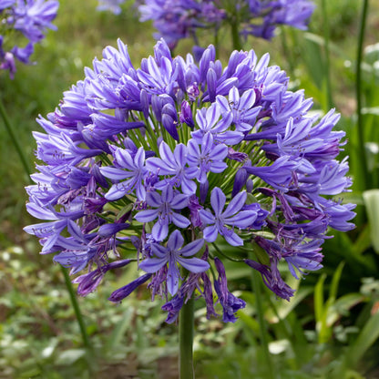 Lirio Africano - Agapanthus Amourette - Altura 65-80cm - Ø23cm_3