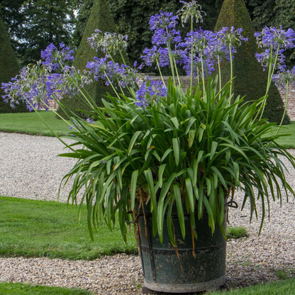 Lirio Africano - Agapanthus Amourette - Altura 65-80cm - Ø23cm_4