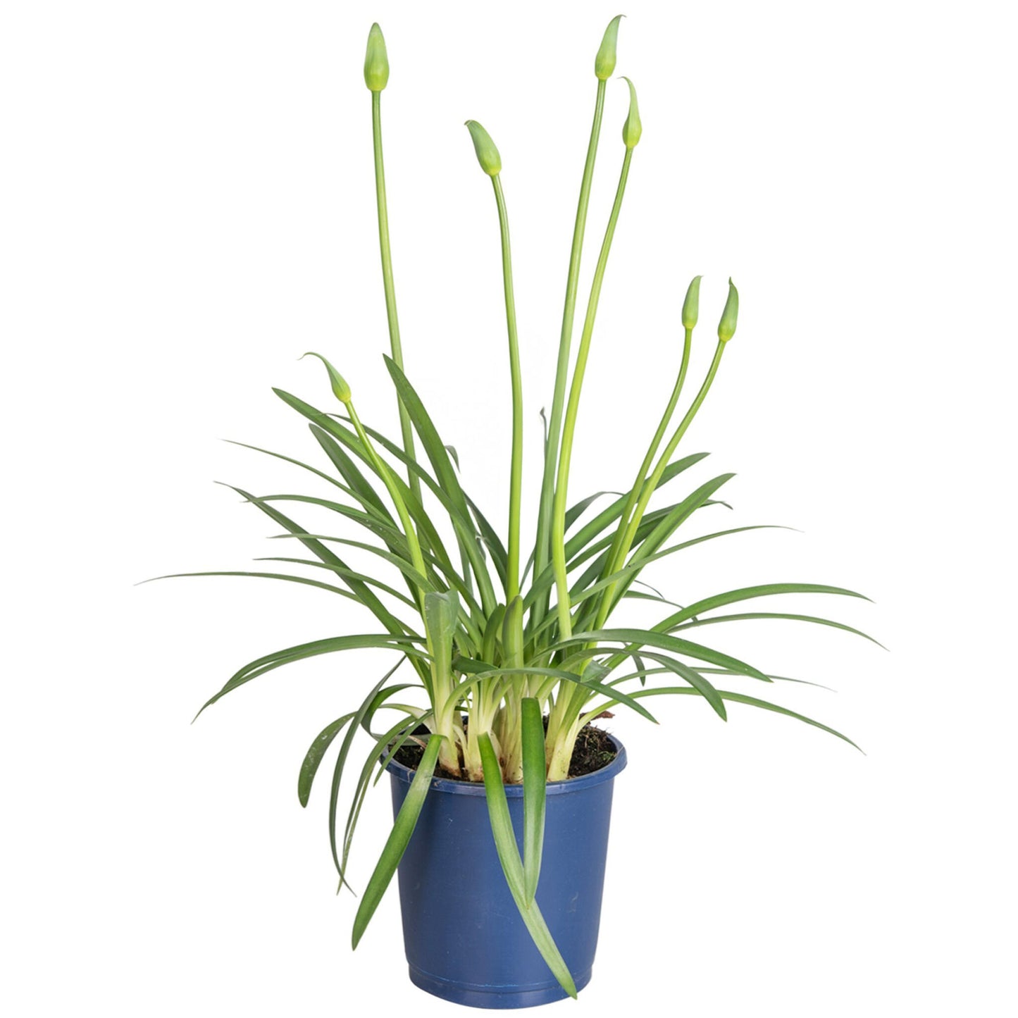 Lirio Africano - Agapanthus 'superb Blue' - Altura 30-45cm - ⌀14cm_0