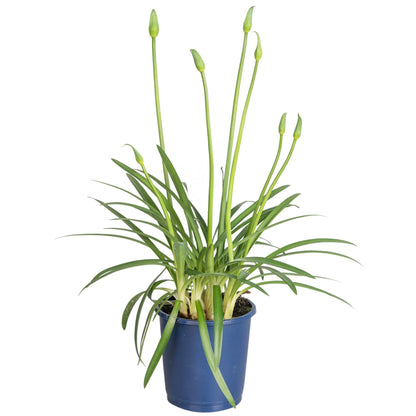 Lirio Africano - Agapanthus 'superb Blue' - Altura 30-45cm - ⌀14cm_0