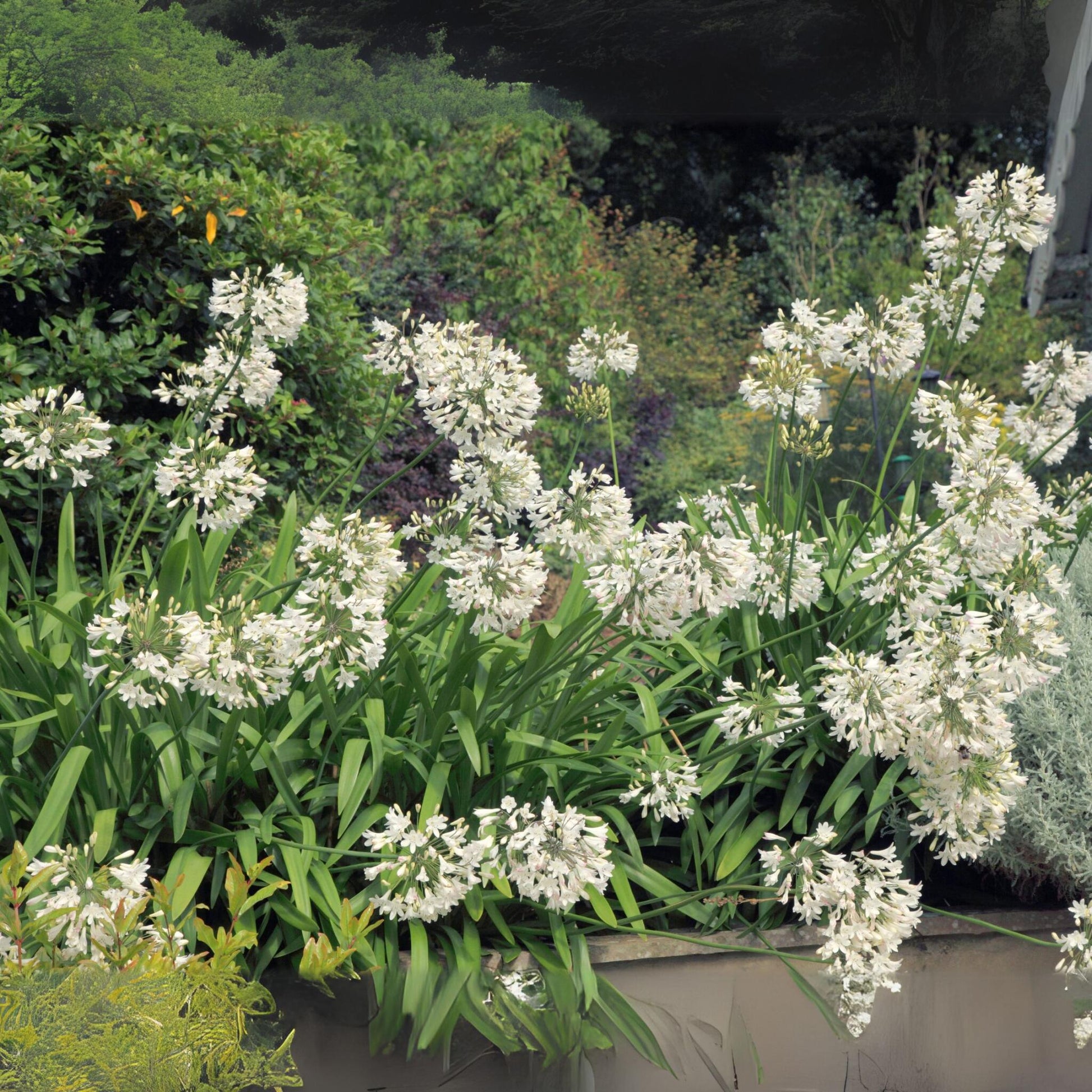Lirio Africano - Agapanthus 'superb White' - Altura 30-45cm - ⌀14cm_1