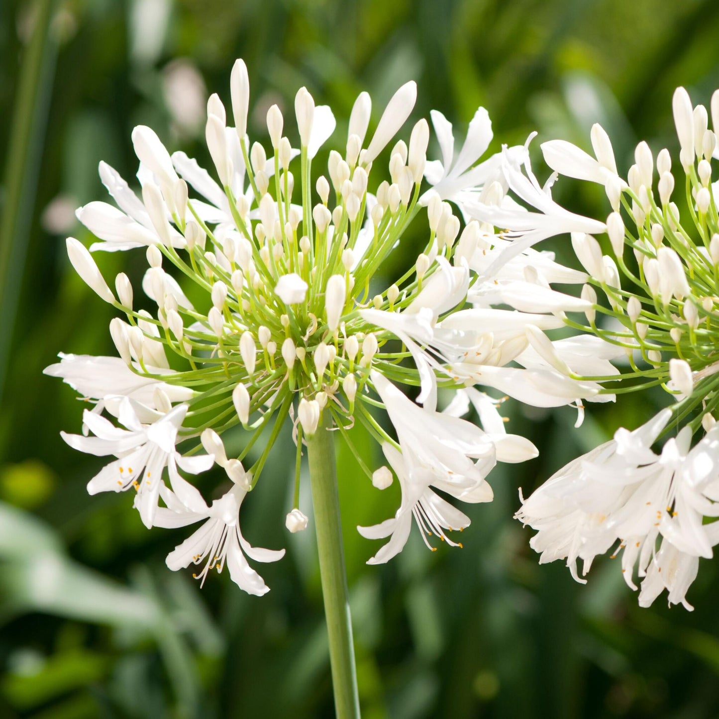 Lirio Africano - Agapanthus 'superb White' - Altura 30-45cm - ⌀14cm_3