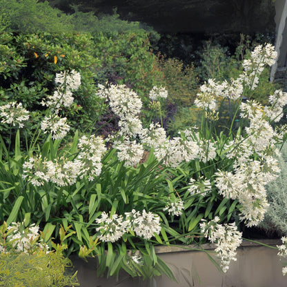 Lirio Africano - Agapanthus 'superb White' - Altura 65-80cm - ⌀23cm_1