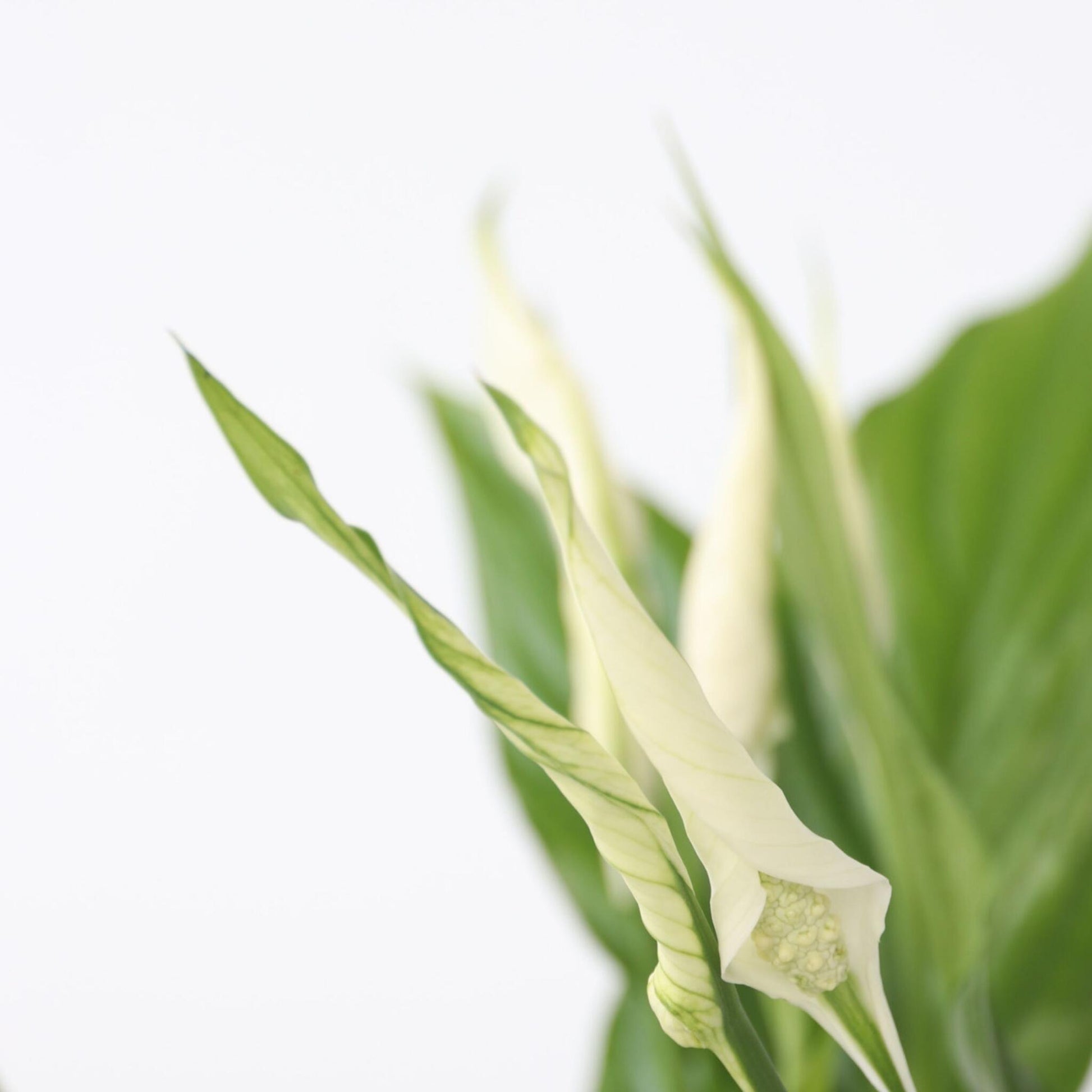 Lirio De La Paz - Spathiphyllum 'torelli' - Altura 30-45cm - ⌀12cm_3