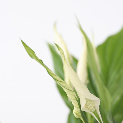 Lirio De La Paz - Spathiphyllum 'torelli' - Altura 30-45cm - ⌀12cm_3