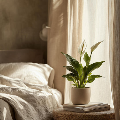 Lirio De La Paz - Spathiphyllum 'torelli' - Altura 30-45cm - ⌀12cm_4