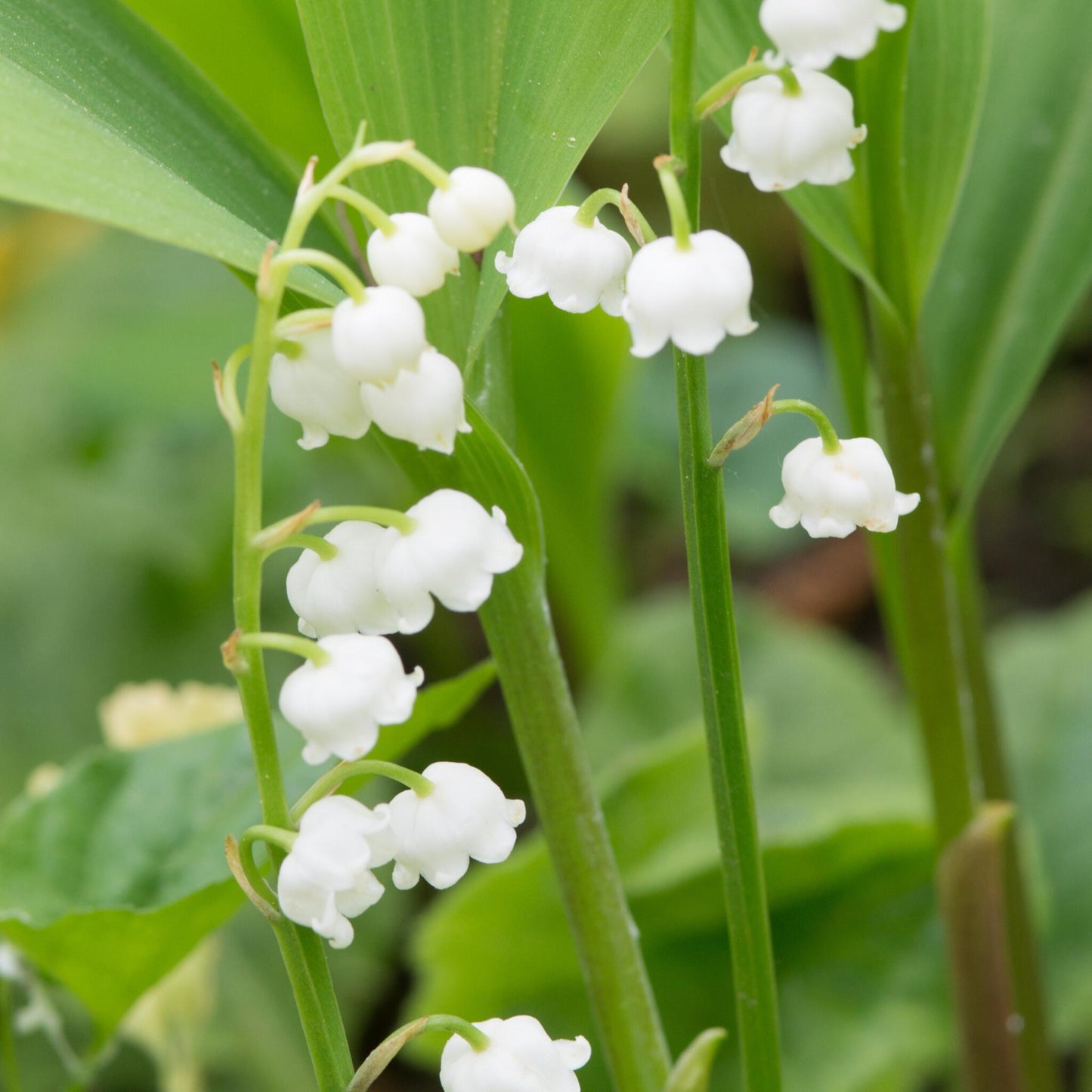 Lirio De Los Valles - 20 Pzs - Convallaria 'majalis' - Bulbos De Flores_1