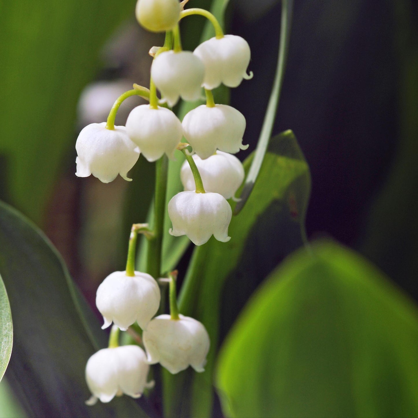 Lirio De Los Valles - 20 Pzs - Convallaria 'majalis' - Bulbos De Flores_3
