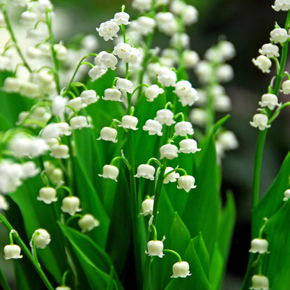 Lirio De Los Valles - 20 Pzs - Convallaria 'majalis' - Bulbos De Flores_4