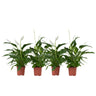 Lirio De Paz Espatifilo - 4 Pzs - Spathiphyllum 'lima' - Altura 60-75cm - ⌀12cm