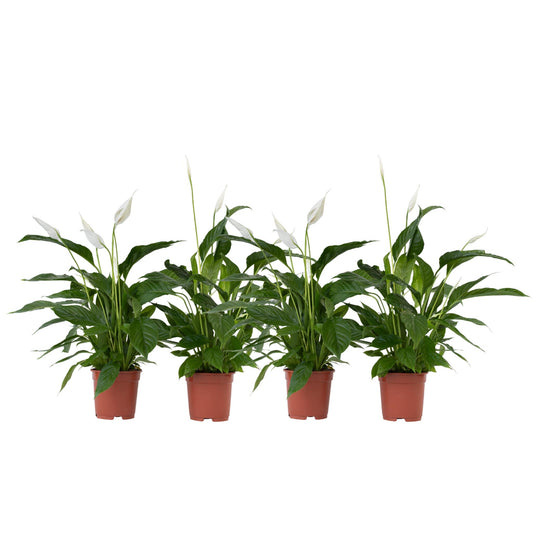 Lirio De Paz Espatifilo - 4 Pzs - Spathiphyllum 'lima' - Altura 60-75cm - ⌀12cm_0