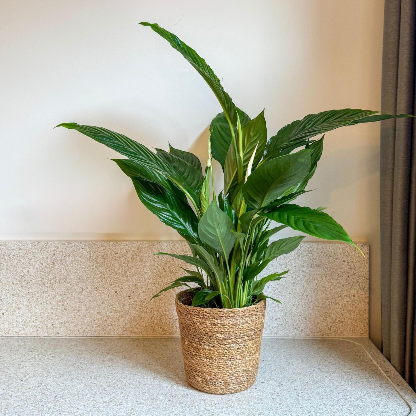 Lirio De Paz Espatifilo - Spathiphyllum 'lima' - Incluye Cesta - 60-75cm - ⌀17cm_1