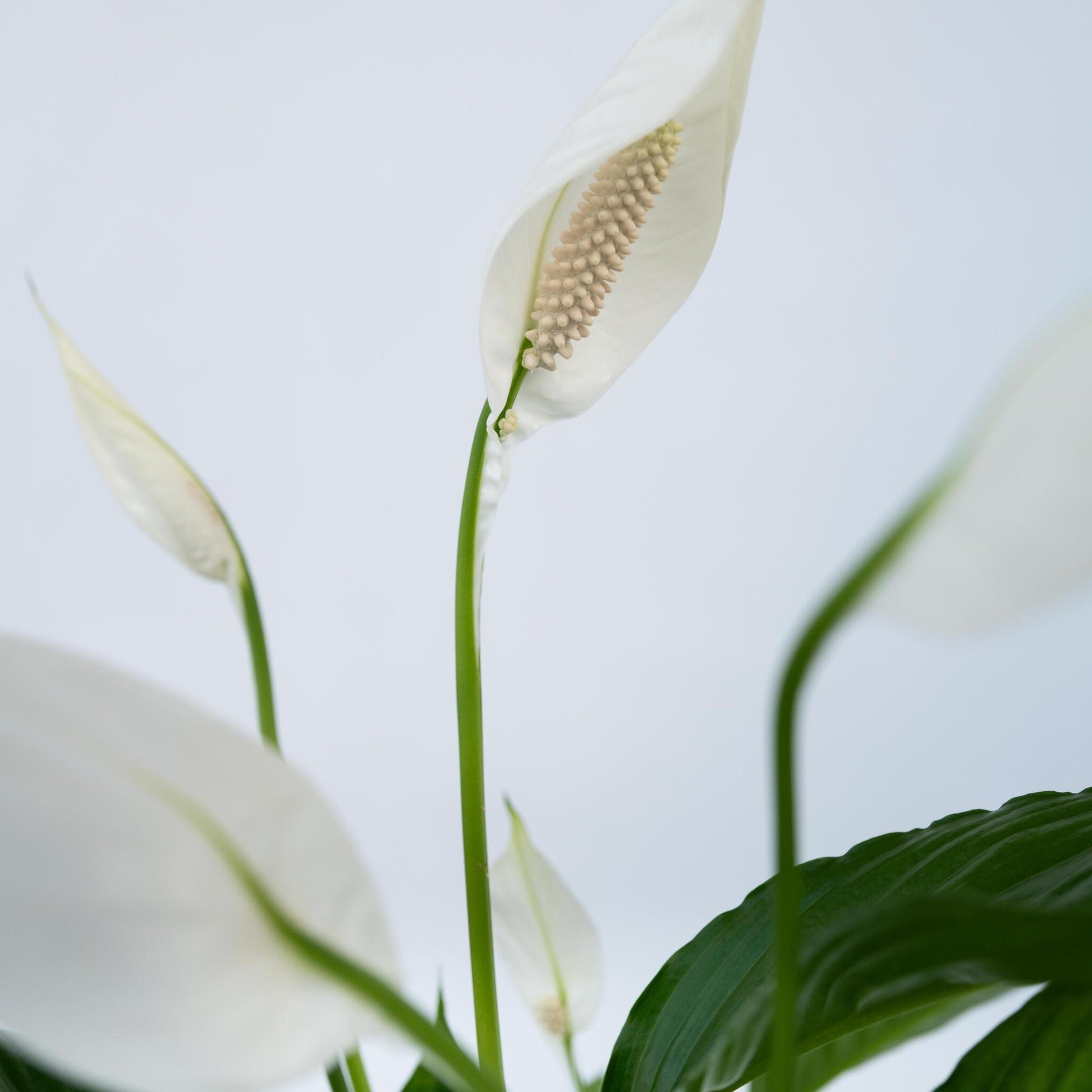Lirio De Paz Espatifilo - Spathiphyllum 'lima' - Incluye Cesta - 60-75cm - ⌀17cm_3