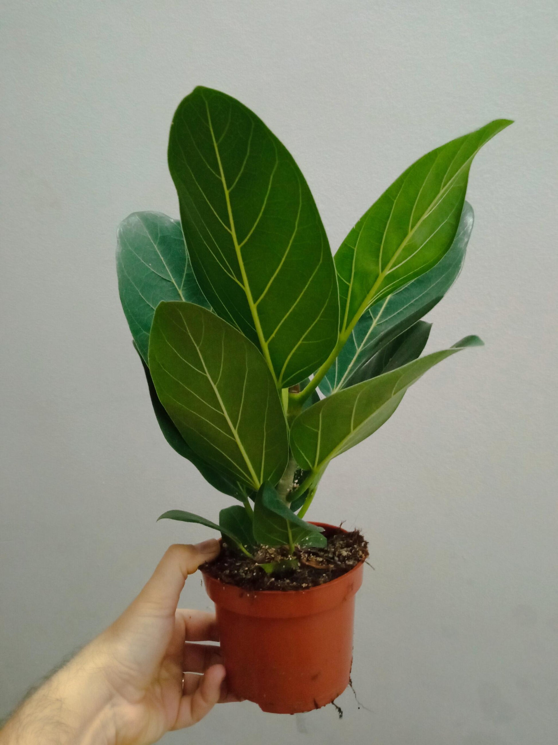 Lote 3 orquideas SURTIDAS - colores aleatorios Ø9 altura 30 cms_3