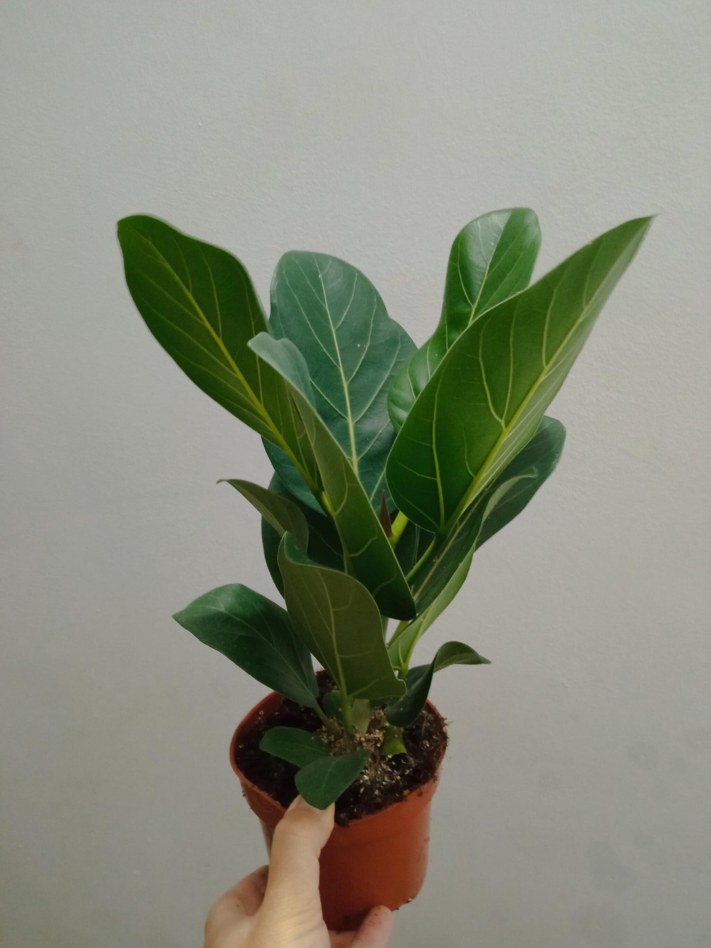 Lote 3 orquideas SURTIDAS - colores aleatorios Ø9 altura 30 cms_4