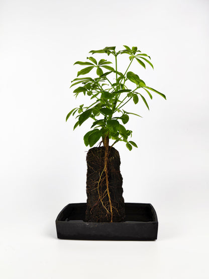 Lova Schefflera En Piedra Volcanica_0