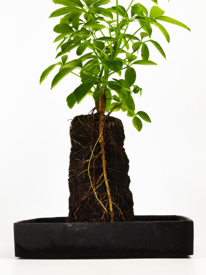 Lova Schefflera En Piedra Volcanica_2