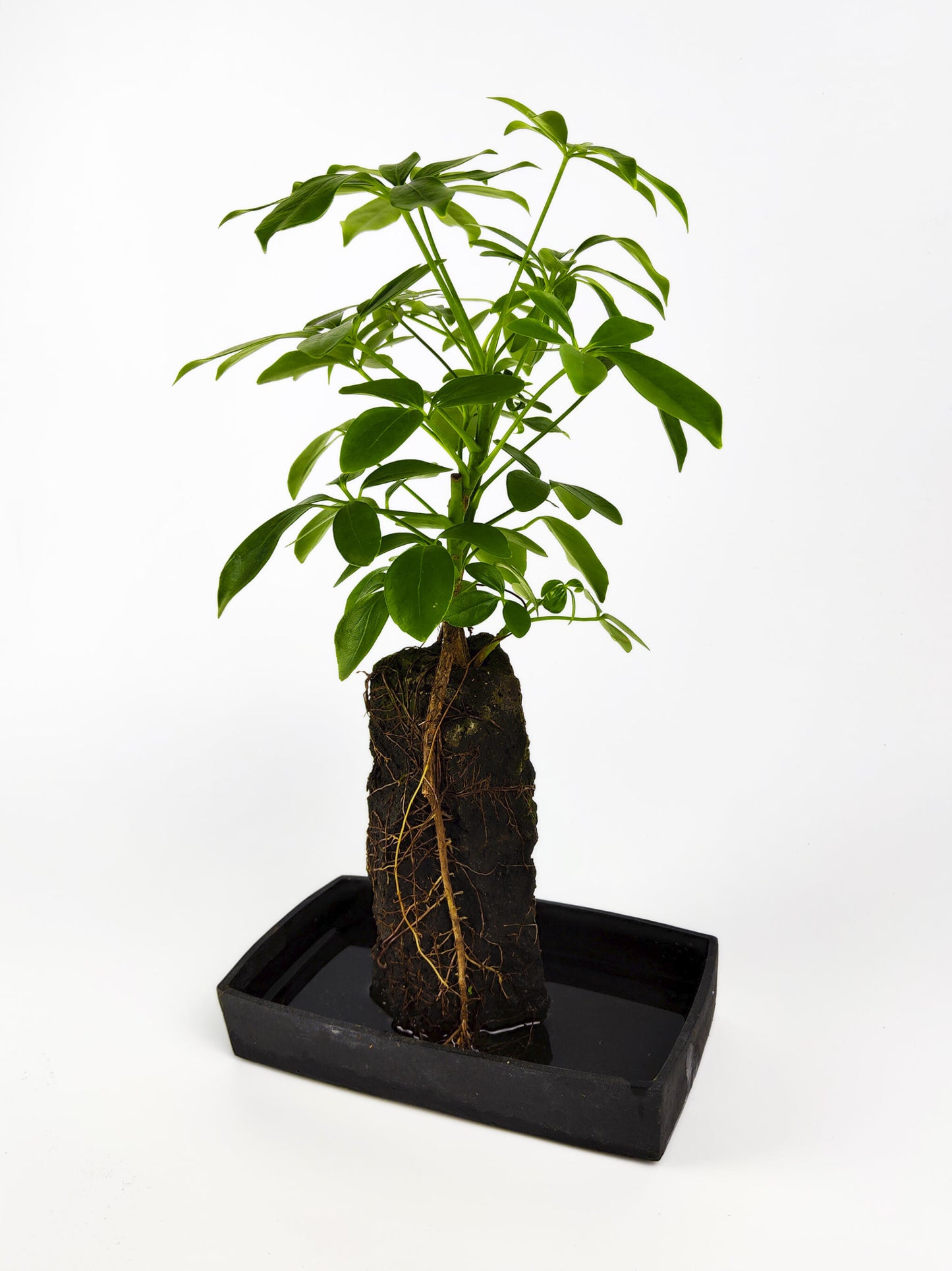 Lova Schefflera En Piedra Volcanica_3
