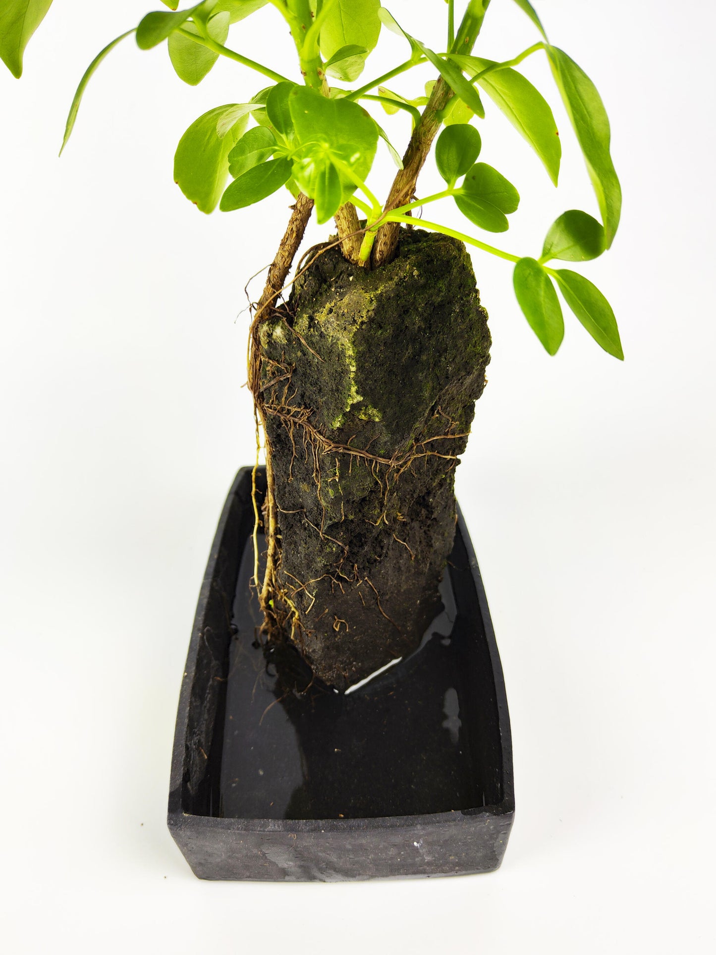 Lova Schefflera En Piedra Volcanica_4