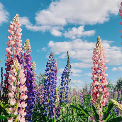 Lupinos - 20 Pzs - Lupinus - Cepellones_1