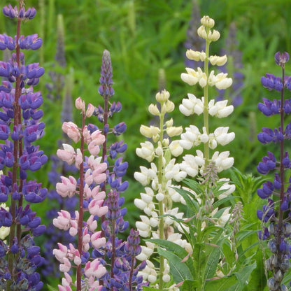 Lupinos - 20 Pzs - Lupinus - Cepellones_4