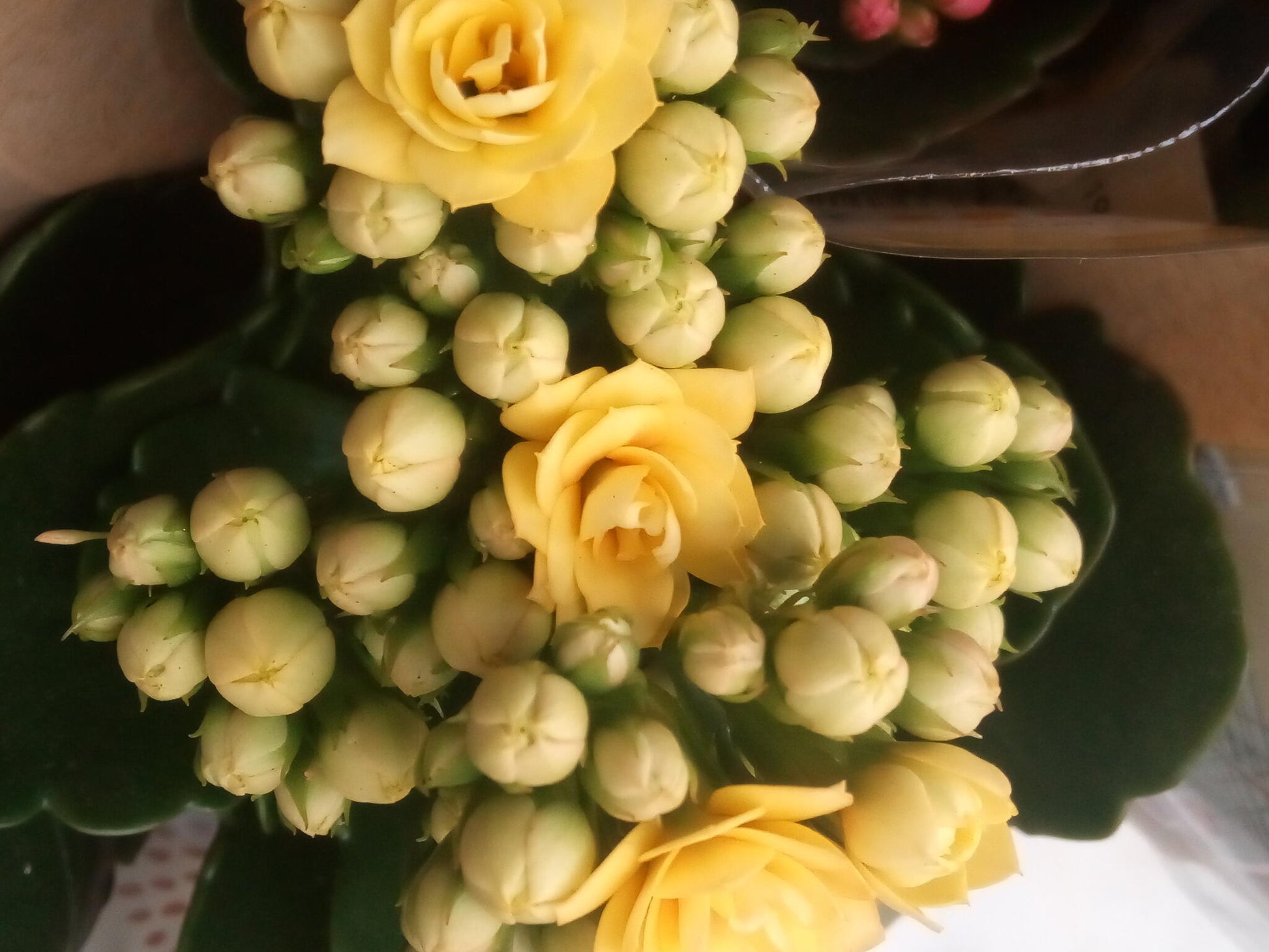 MINI Kalanchoe de Flor AMARILLA planta suculenta Ø6_0