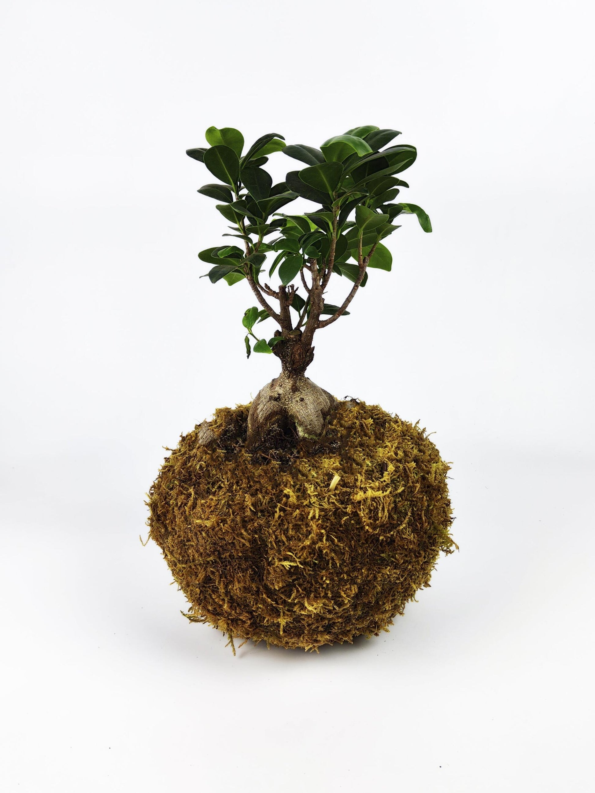 Maceta Kokedama L_0