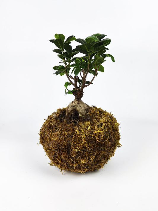 Maceta Kokedama L_0