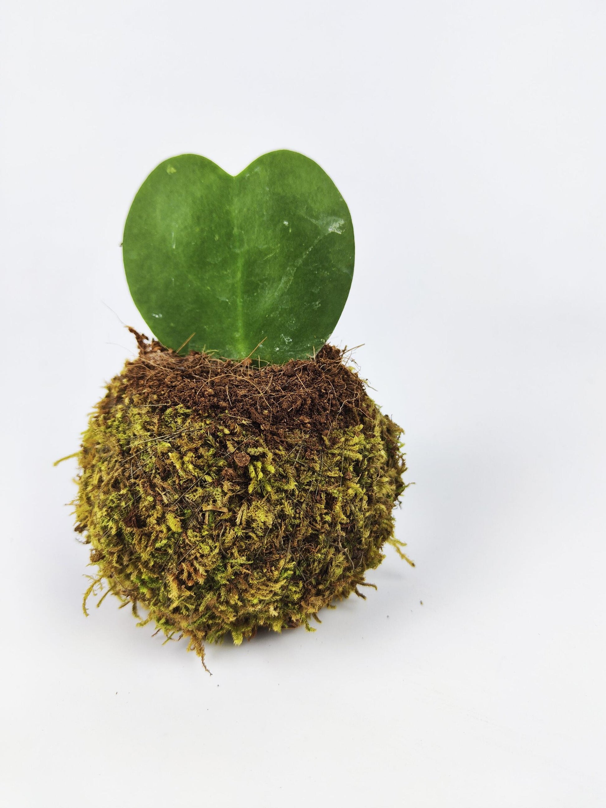 Maceta Kokedama S_2