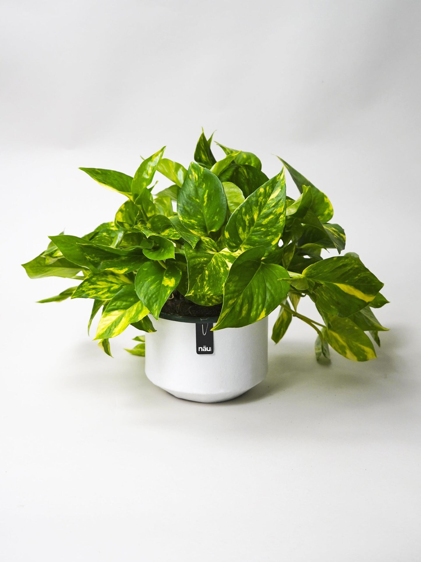 Macetero Ecológico Y Sostenible Alba_1