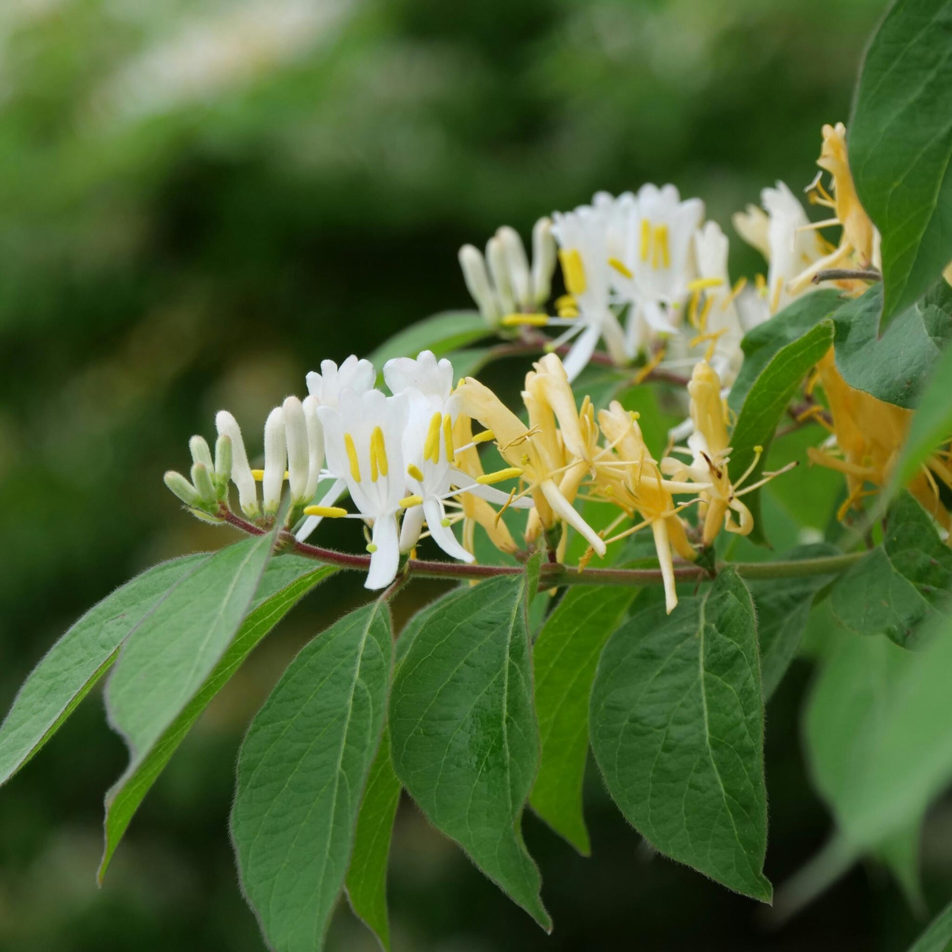 Madreselva - 2 Pzs - Lonicera Henryi 'copper Beauty' - Altura 110-120cm - ⌀17cm_3