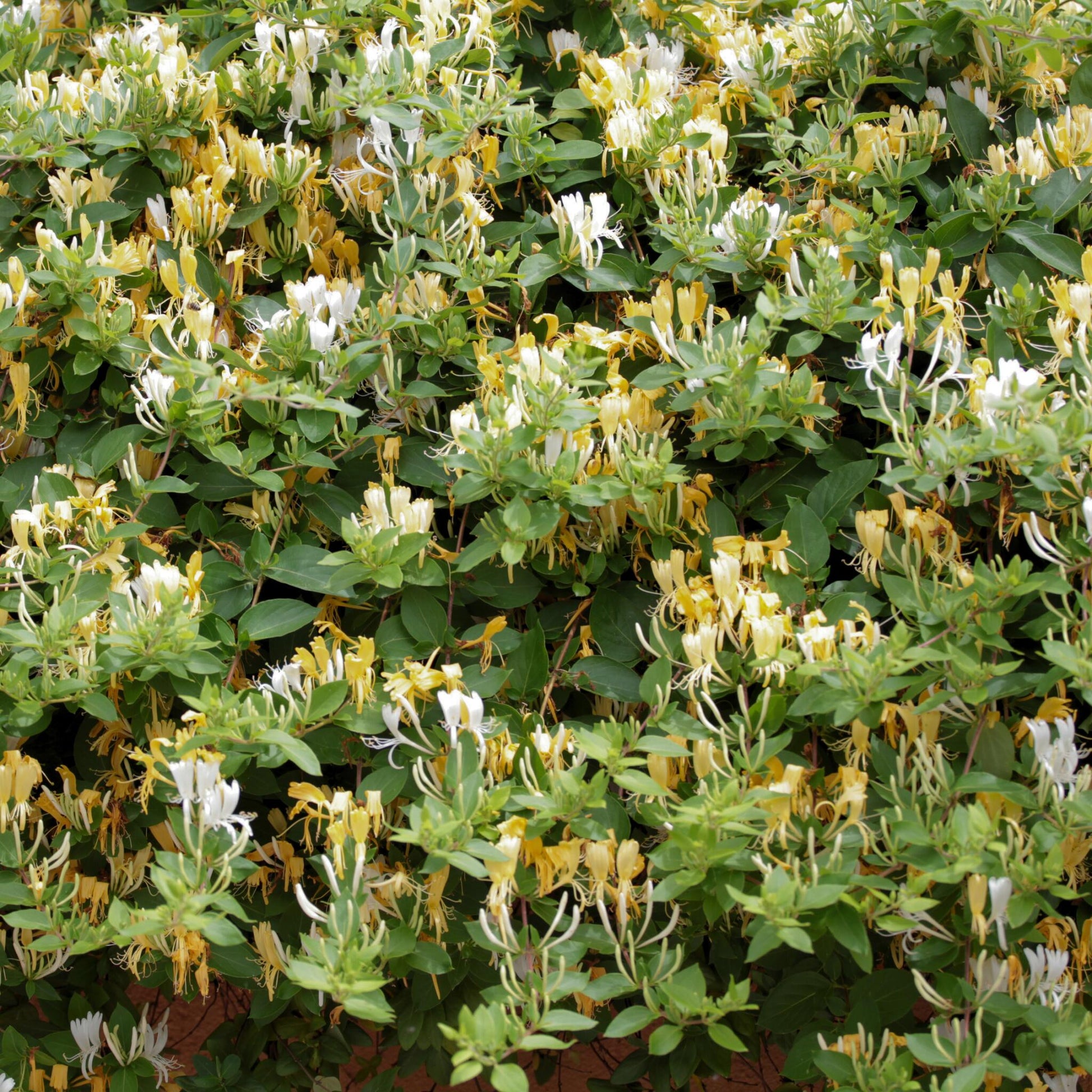 Madreselva - 2 Pzs - Lonicera Henryi 'copper Beauty' - Altura 110-120cm - ⌀17cm_4