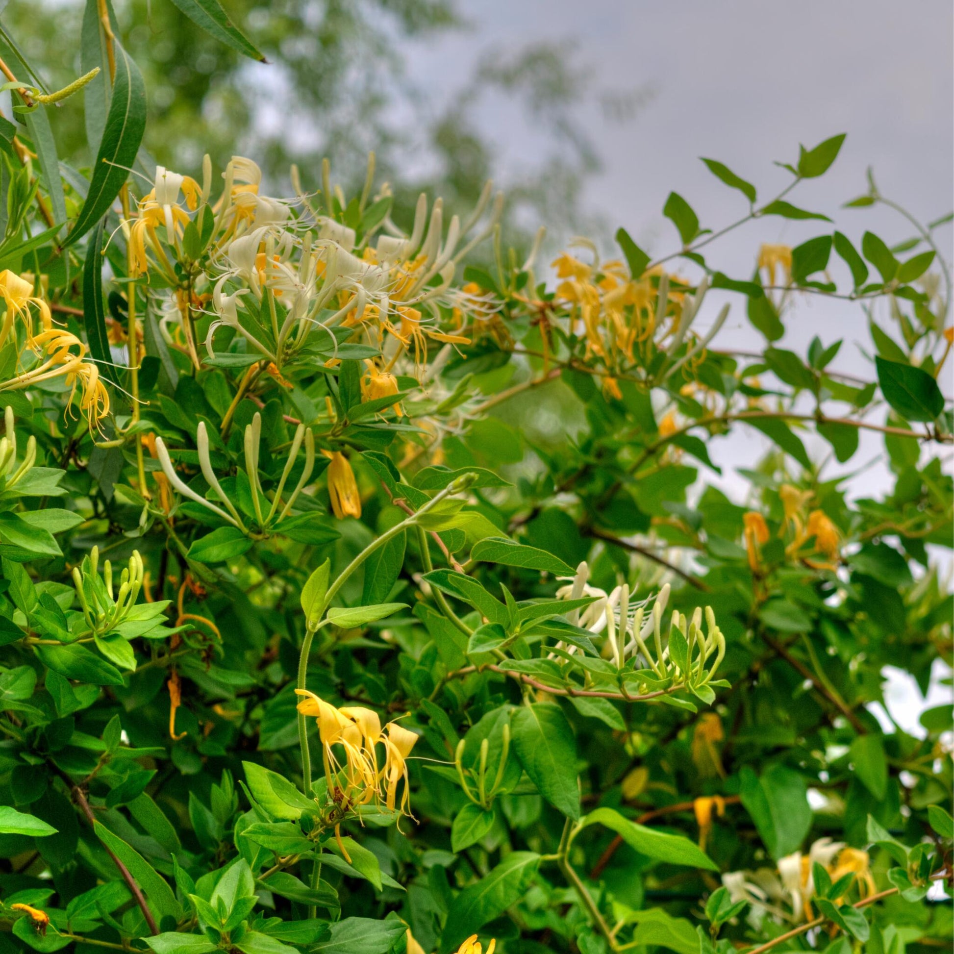 Madreselva Azul - 6 Pzs - Lonicera Kamtchatica - Altura 25-40cm - ⌀9cm_1
