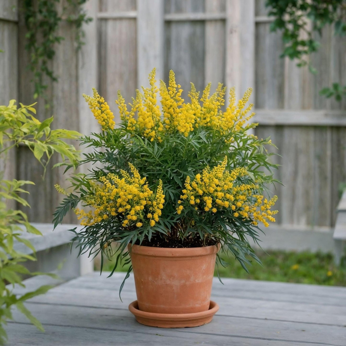 Mahonia Sin Espinas - 2 Pzs - Mahonia Eurybracteata - Altura 30-40cm - ⌀13cm_1