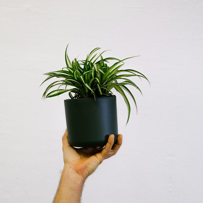 Malamadre - Chlorophytum Comosum 'atlantic' - Altura 25-40cm - ⌀12cm_1