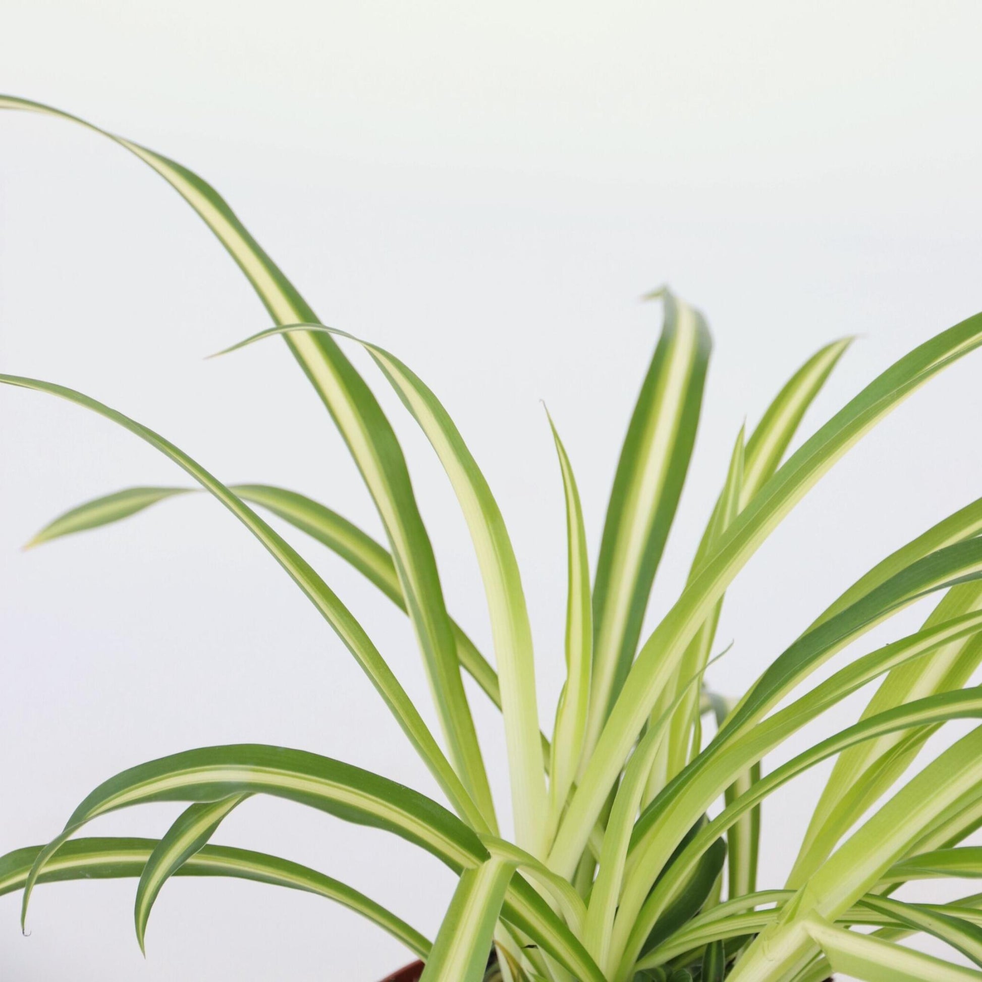 Malamadre - Chlorophytum Comosum 'atlantic' - Altura 25-40cm - ⌀12cm_3
