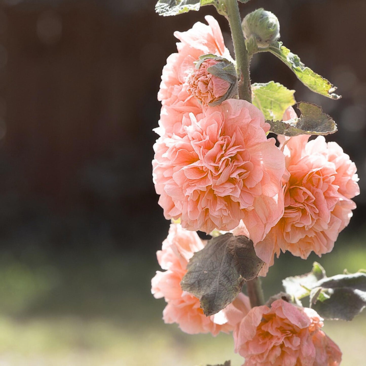Malva De La Reina - 6 Pzs - Alcea Rosea 'peaches 'n Dreams' - Cepellones - Rosa_1