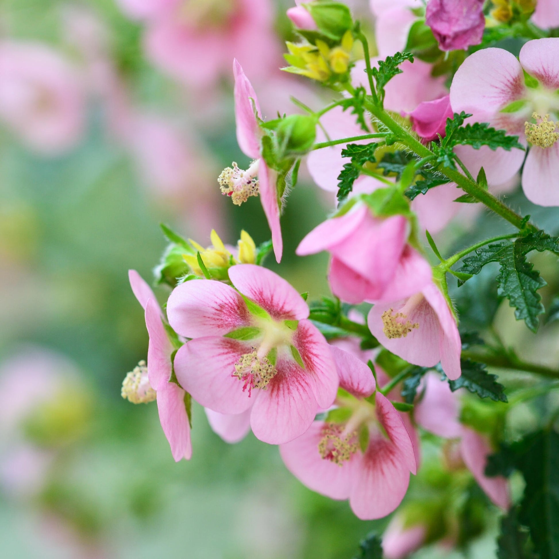 Malva Del Cabo - 6 Pzs - Anisodontea Capensis 'el Rayo' - Altura 25-40cm - ⌀9cm_1