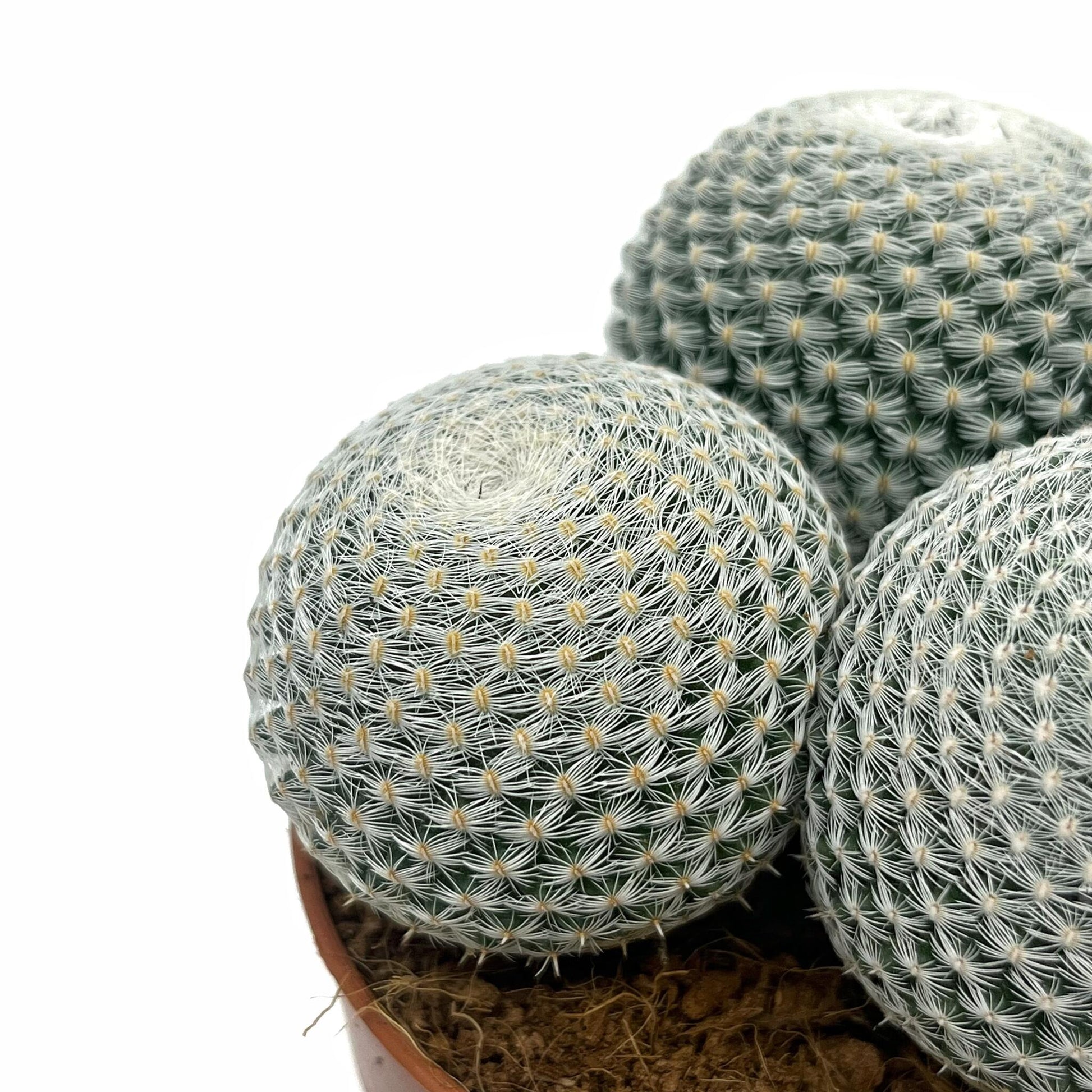 Mammillaria Haageana Subs. Elegans Cactus Y Suculentas M8,5 cm Ø_2