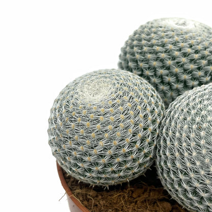 Mammillaria Haageana Subs. Elegans Cactus Y Suculentas M8,5 cm Ø_2