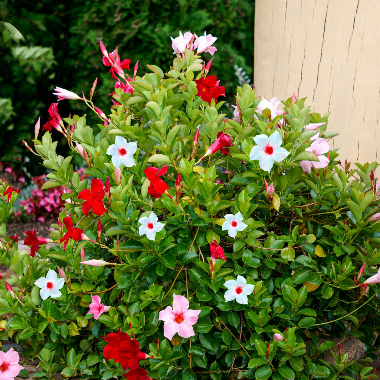 Mandevilla - 3 Pzs - Dipladenia Sanderii 'rio Mix' - Altura 25-40cm - ⌀9cm_1